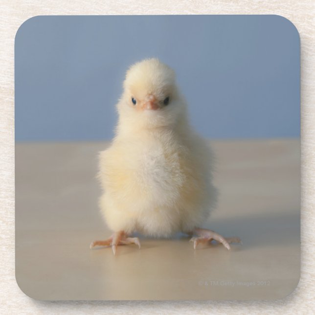 Sitting Baby Yellow Chicken, 3 days old Coaster (Front)