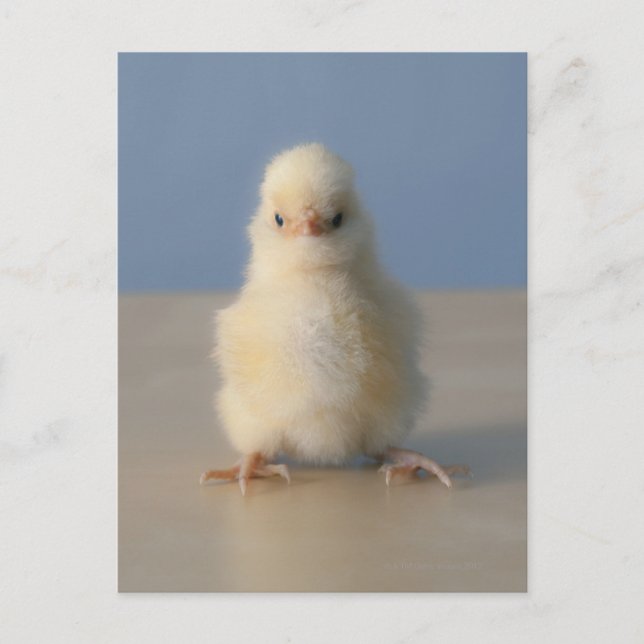 Sitting Baby Yellow Chicken, 3 days old Postcard (Front)