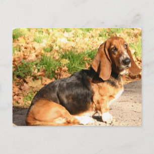 Sitting Basset Hound  Postcard