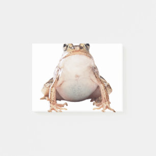 Sitting brown toad post-it notes