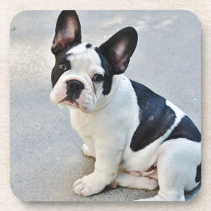 sitting french bulldog coaster