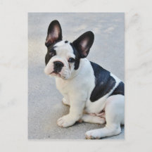 sitting french bulldog