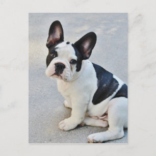sitting french bulldog postcard