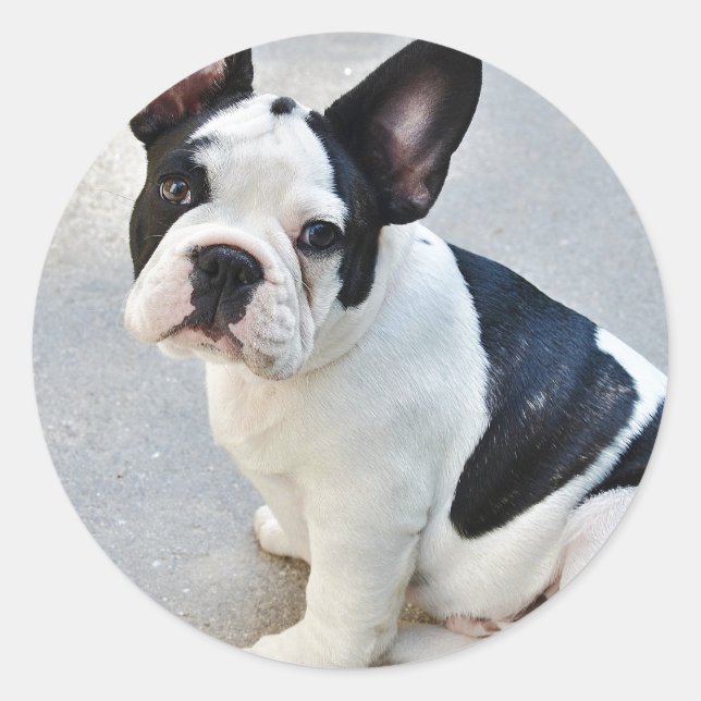 sitting french bulldog sticker (Front)