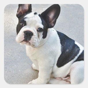 sitting french bulldog sticker