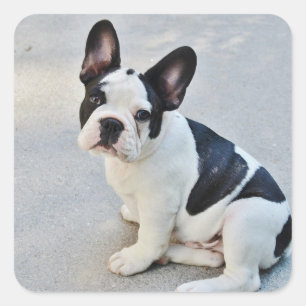 sitting french bulldog sticker