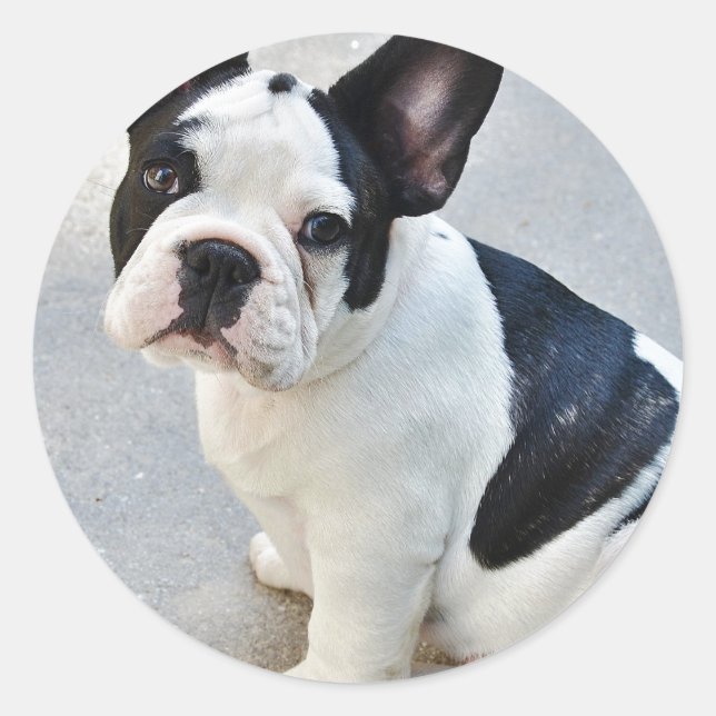 sitting french bulldog sticker (Front)