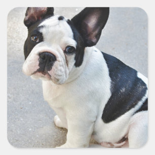 sitting french bulldog sticker