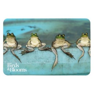 Sitting Frogs Magnet