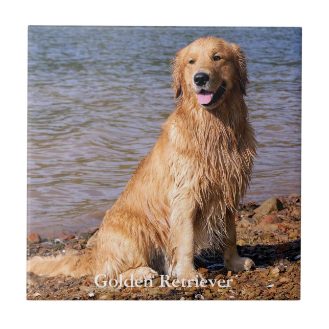 Sitting Golden Retriever Ceramic Tile (Front)