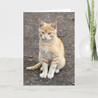 Sitting kitty greeting card