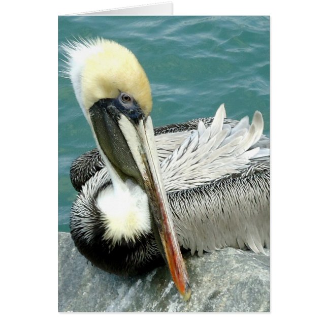 Sitting Pelican (Front)