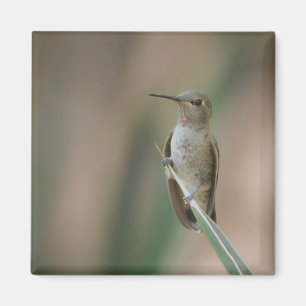 Sitting pretty hummingbird magnet