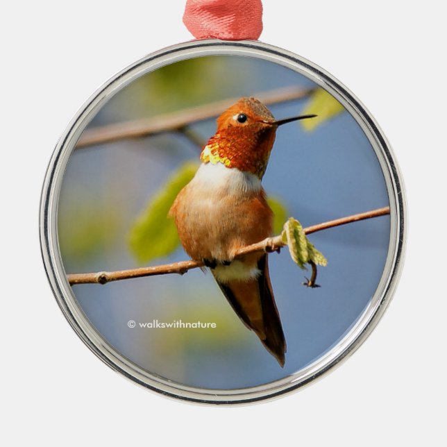 Sitting Pretty: Male Rufous Hummingbird Metal Tree Decoration (Front)