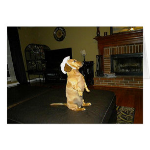 Sitting Pretty or Watching TV Dachshund