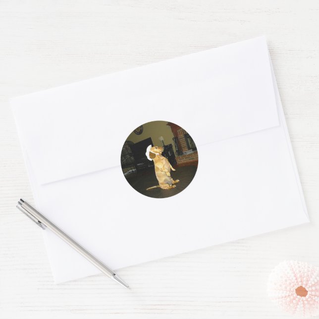 Sitting Pretty or Watching TV Dachshund Classic Round Sticker (Envelope)