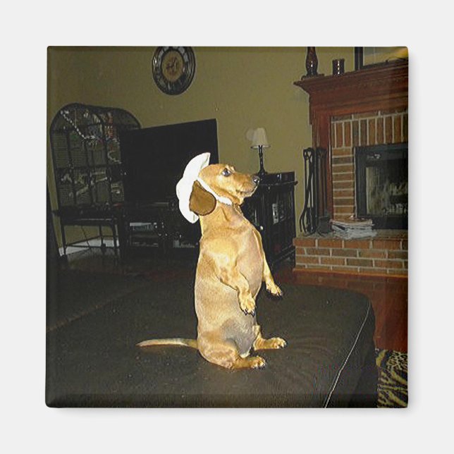 Sitting Pretty or Watching TV Dachshund Magnet (Front)