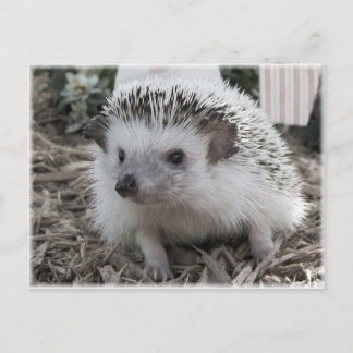 Sitting Pretty Postcard