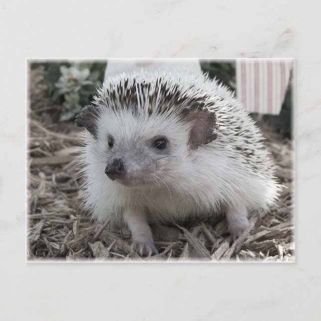 Sitting Pretty Postcard (Front)