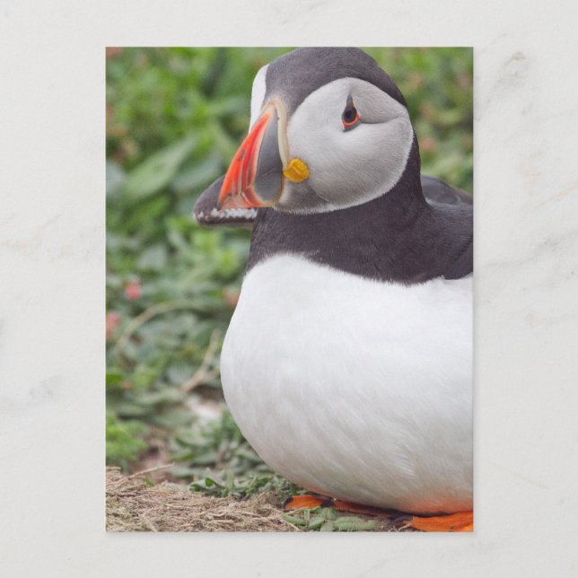 Sitting Puffin on Skomer Island Postcard (Front)