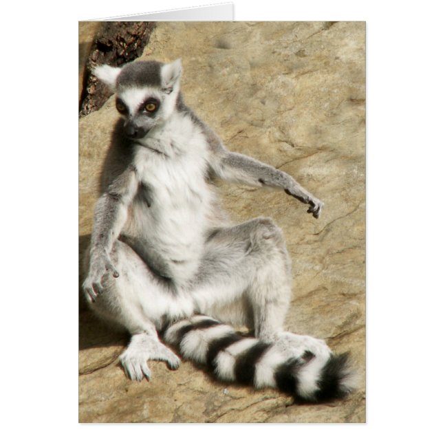 Sitting Ringtail Lemur (Front)