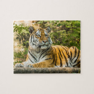 Sitting Tiger Jigsaw Puzzle