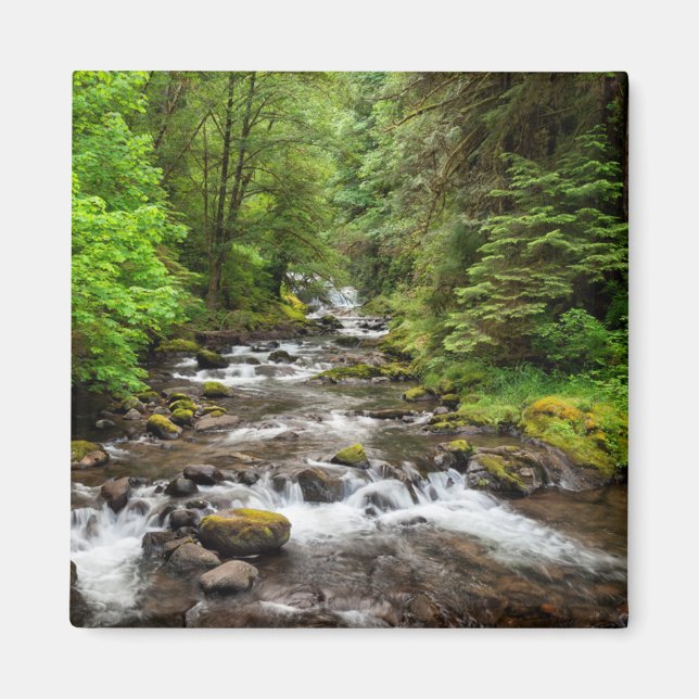 Siuslaw National Forest | Sweet Creek Magnet (Front)
