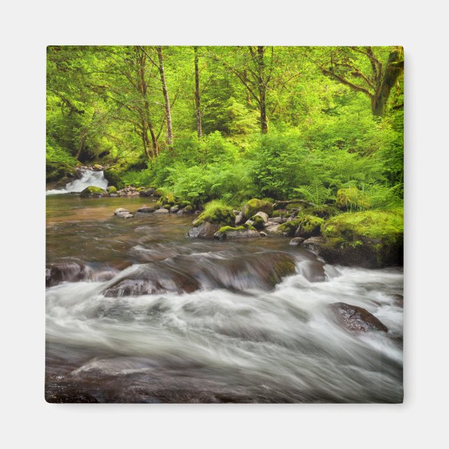 Siuslaw National Forest, Sweet Creek, Oregon Magnet (Front)