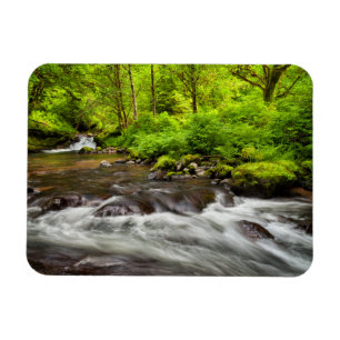 Siuslaw National Forest, Sweet Creek, Oregon Magnet