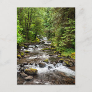 Siuslaw National Forest   Sweet Creek Postcard