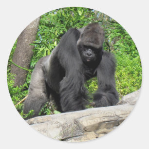Sivlerback Gorilla Stickers