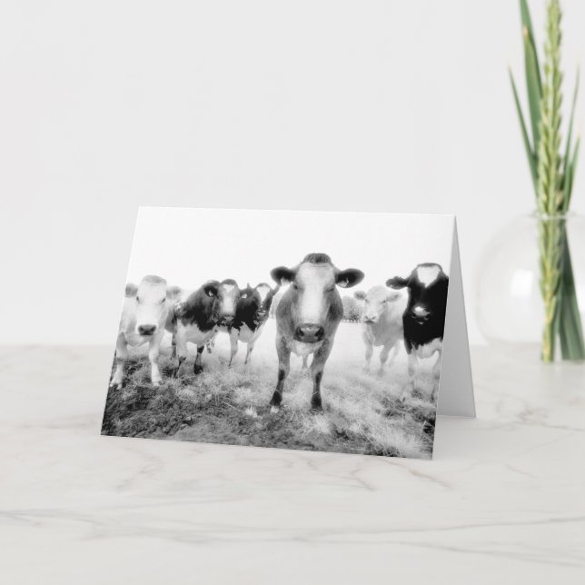 Six Cows Greeting Cards (Front)