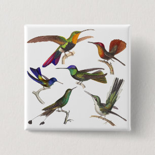 Six Different Hummingbirds - Rene Primevere Lesson 15 Cm Square Badge