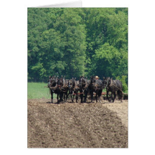 Six-Horse-Team