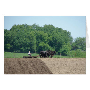 Six Horse Team at Work