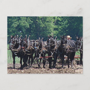 Six-Horse-Team Postcard