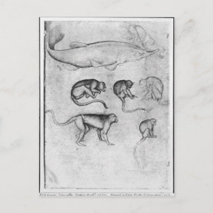 Six Monkeys and a Sturgeon Postcard