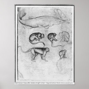 Six Monkeys and a Sturgeon Poster