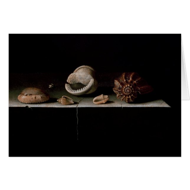 Six Shells on a Stone Shelf, 1696 (Front Horizontal)