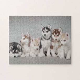 Six siberian husky puppies portrait jigsaw puzzle