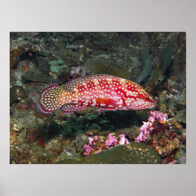 Six Spot Grouper Poster (Front)