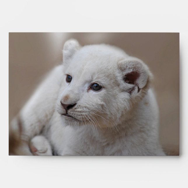 Six week old white baby lion cub envelopes (Front)