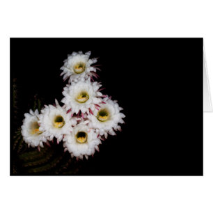 sixpence the richer cactus blooms