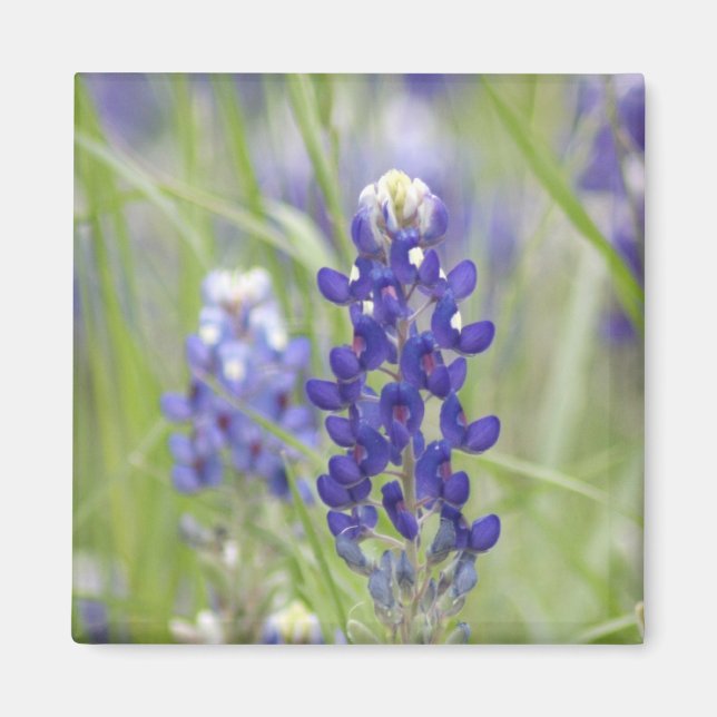 SJefferson Texas Bluebonnets Series #1 Magnet (Front)