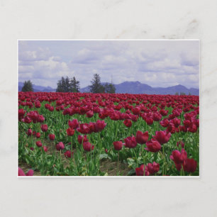 Skagit Valley Beauty Postcard