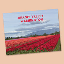 Skagit Valley Washington State Tulip