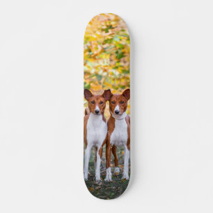 Skate board Canine brothers watching