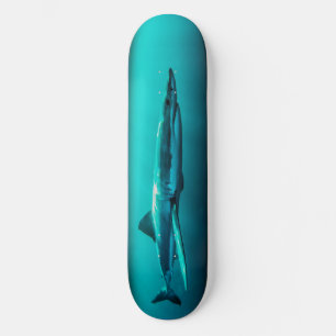 Skateboard  Bull Shark  Predator.