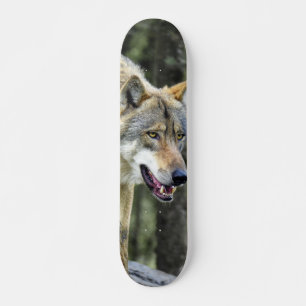 Skateboard Gray wolf predator watching