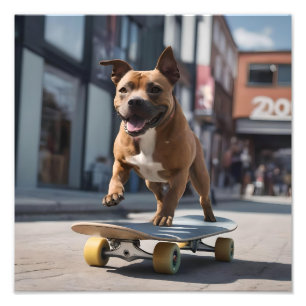 Skateboard Stunt: A Staffy on the Move Photo Print
